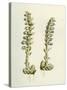 Lathaea Squamaria Toothwort-null-Stretched Canvas