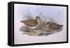 Latham's Snipe (Gallinago Hardwickii), by John Gould-null-Framed Stretched Canvas