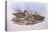 Latham's Snipe (Gallinago Hardwickii), by John Gould-null-Stretched Canvas