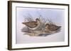 Latham's Snipe (Gallinago Hardwickii), by John Gould-null-Framed Giclee Print