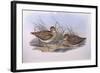 Latham's Snipe (Gallinago Hardwickii), by John Gould-null-Framed Giclee Print