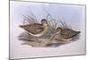 Latham's Snipe (Gallinago Hardwickii), by John Gould-null-Mounted Giclee Print