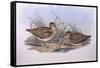 Latham's Snipe (Gallinago Hardwickii), by John Gould-null-Framed Stretched Canvas