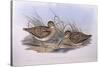 Latham's Snipe (Gallinago Hardwickii), by John Gould-null-Stretched Canvas