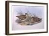 Latham's Snipe (Gallinago Hardwickii), by John Gould-null-Framed Giclee Print