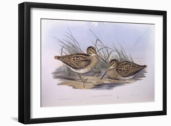 Latham's Snipe (Gallinago Hardwickii), by John Gould-null-Framed Giclee Print