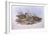Latham's Snipe (Gallinago Hardwickii), by John Gould-null-Framed Giclee Print