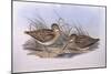 Latham's Snipe (Gallinago Hardwickii), by John Gould-null-Mounted Giclee Print