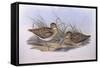 Latham's Snipe (Gallinago Hardwickii), by John Gould-null-Framed Stretched Canvas