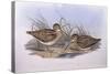 Latham's Snipe (Gallinago Hardwickii), by John Gould-null-Stretched Canvas