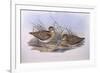 Latham's Snipe (Gallinago Hardwickii), by John Gould-null-Framed Giclee Print