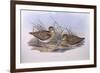 Latham's Snipe (Gallinago Hardwickii), by John Gould-null-Framed Giclee Print