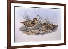 Latham's Snipe (Gallinago Hardwickii), by John Gould-null-Framed Giclee Print