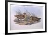 Latham's Snipe (Gallinago Hardwickii), by John Gould-null-Framed Giclee Print