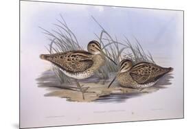 Latham's Snipe (Gallinago Hardwickii), by John Gould-null-Mounted Giclee Print