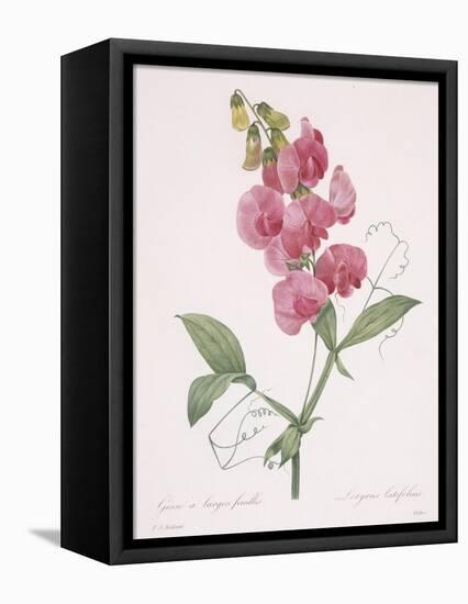 Lathyrus Latifolius (Everlasting Pea), 1827-Pierre Joseph Redoute-Framed Stretched Canvas