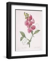 Lathyrus Latifolius (Everlasting Pea), 1827-Pierre Joseph Redoute-Framed Giclee Print