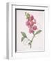 Lathyrus Latifolius (Everlasting Pea), 1827-Pierre Joseph Redoute-Framed Giclee Print