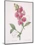 Lathyrus Latifolius (Everlasting Pea), 1827-Pierre Joseph Redoute-Mounted Giclee Print