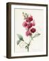 Lathyrus Latifolius-Louise D'Orleans-Framed Giclee Print