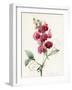 Lathyrus Latifolius-Louise D'Orleans-Framed Giclee Print