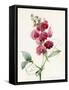 Lathyrus Latifolius-Louise D'Orleans-Framed Stretched Canvas