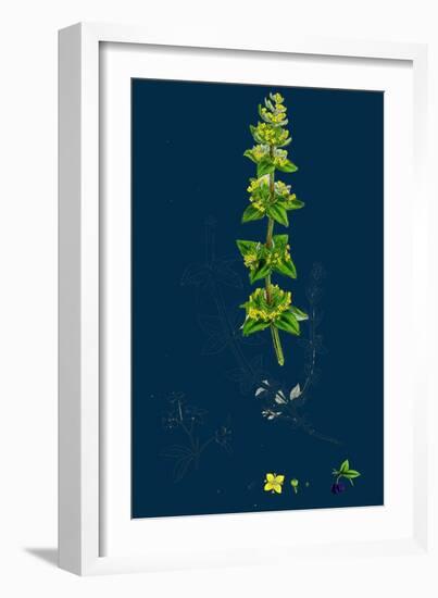 Lathyrus Niger; Black Bitter Vetch-null-Framed Giclee Print