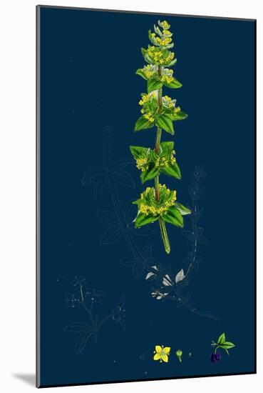 Lathyrus Niger; Black Bitter Vetch-null-Mounted Giclee Print