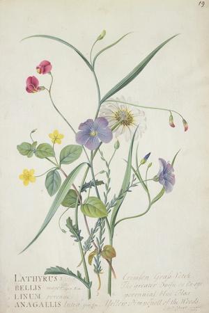 https://imgc.allpostersimages.com/img/posters/lathyrus-nissolia-chrysanthemum-leucanthemum-linum-perenne-lysimackia-nemorum-1767_u-L-Q1HHV2T0.jpg?artPerspective=n