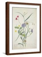 Lathyrus Nissolia, Chrysanthemum Leucanthemum, Linum Perenne, Lysimackia Nemorum, 1767-Georg Dionysius Ehret-Framed Giclee Print