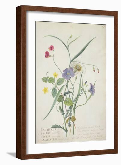 Lathyrus Nissolia, Chrysanthemum Leucanthemum, Linum Perenne, Lysimackia Nemorum, 1767-Georg Dionysius Ehret-Framed Giclee Print