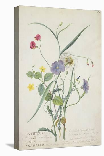 Lathyrus Nissolia, Chrysanthemum Leucanthemum, Linum Perenne, Lysimackia Nemorum, 1767-Georg Dionysius Ehret-Stretched Canvas