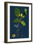 Lathyrus Nissolia; Grass-Leaved Vetchling-null-Framed Giclee Print