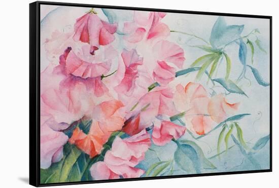 Lathyrus Odoratus, Sweet Pea-Karen Armitage-Framed Stretched Canvas