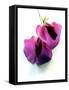 Lathyrus odoratus -Angela Marsh-Framed Stretched Canvas