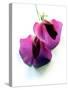 Lathyrus odoratus -Angela Marsh-Stretched Canvas