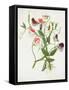 Lathyrus Odoratus-Matilda Conyers-Framed Stretched Canvas