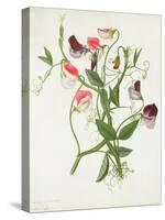 Lathyrus Odoratus-Matilda Conyers-Stretched Canvas