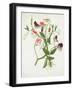 Lathyrus Odoratus-Matilda Conyers-Framed Giclee Print