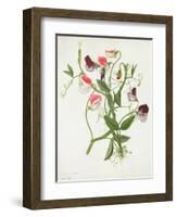 Lathyrus Odoratus-Matilda Conyers-Framed Giclee Print