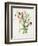 Lathyrus Odoratus-Matilda Conyers-Framed Giclee Print