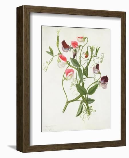 Lathyrus Odoratus-Matilda Conyers-Framed Giclee Print