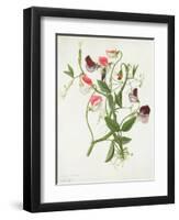 Lathyrus Odoratus-Matilda Conyers-Framed Giclee Print