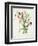 Lathyrus Odoratus-Matilda Conyers-Framed Giclee Print