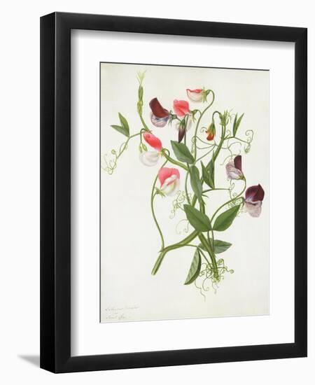 Lathyrus Odoratus-Matilda Conyers-Framed Giclee Print