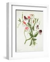 Lathyrus Odoratus-Matilda Conyers-Framed Giclee Print