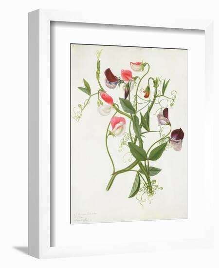 Lathyrus Odoratus-Matilda Conyers-Framed Giclee Print