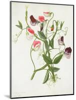 Lathyrus Odoratus-Matilda Conyers-Mounted Giclee Print