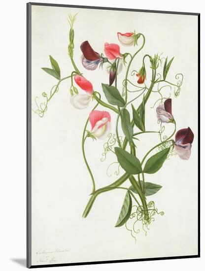 Lathyrus Odoratus-Matilda Conyers-Mounted Giclee Print