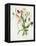 Lathyrus Odoratus-Matilda Conyers-Framed Stretched Canvas